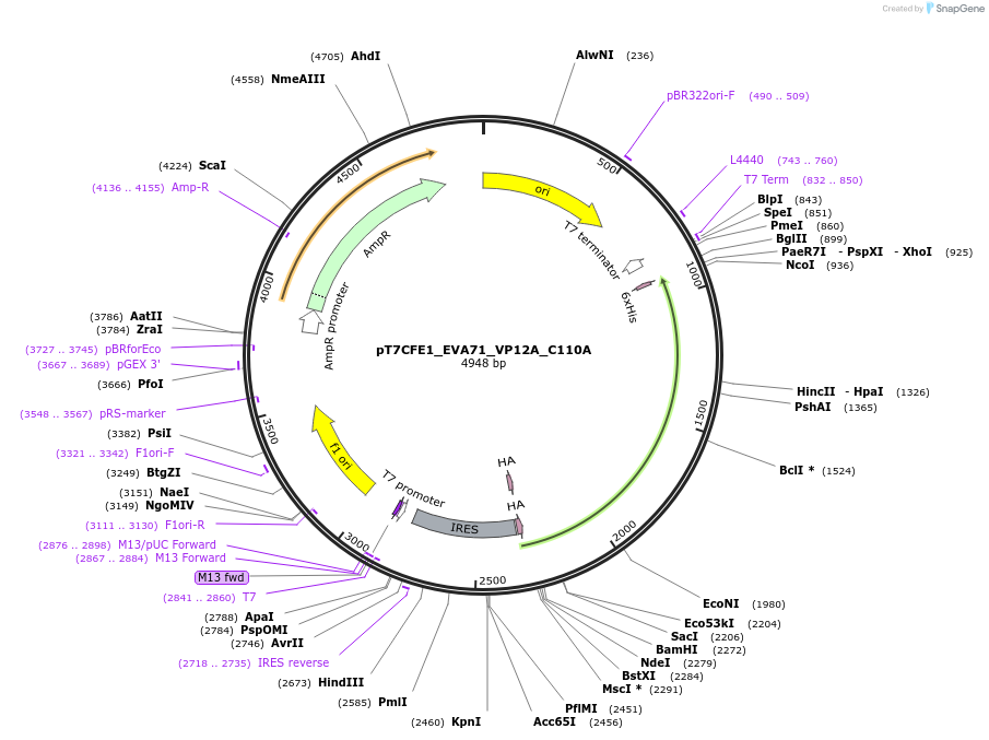 212976-plasmid-map-sequence-id-420360