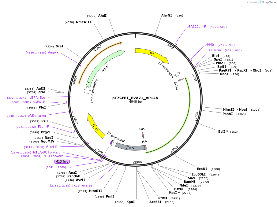 212977-plasmid-map-sequence-id-420362