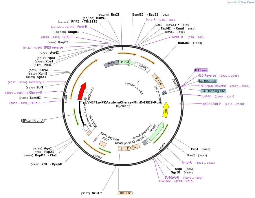 213118-plasmid-map-sequence-id-420365
