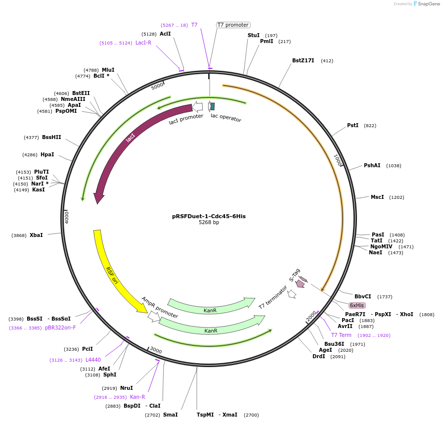 211379-plasmid-map-sequence-id-420376