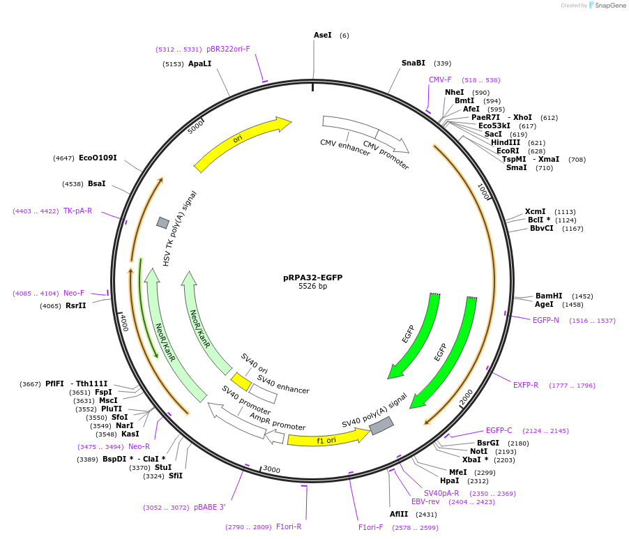 211383-plasmid-map-sequence-id-420377