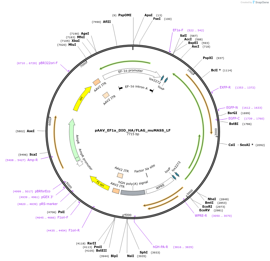 213394-plasmid-map-sequence-id-420400