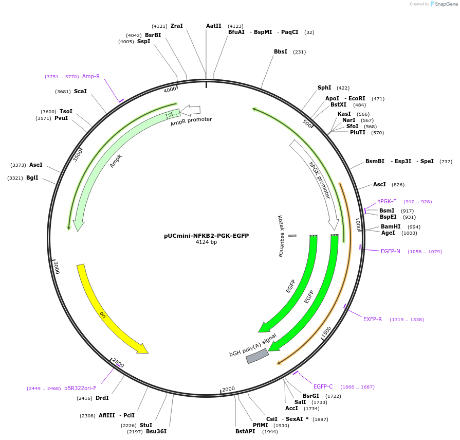 204020-plasmid-map-sequence-id-420417