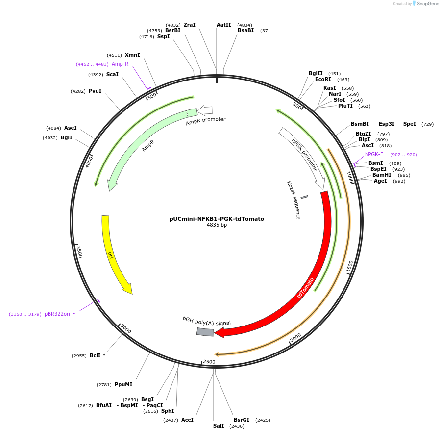 204019-plasmid-map-sequence-id-420419