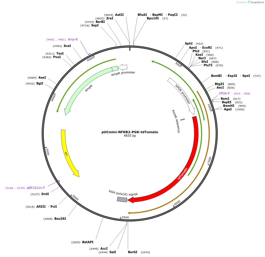 204021-plasmid-map-sequence-id-420420