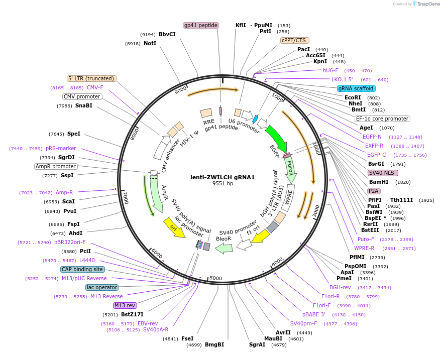 211634-plasmid-map-sequence-id-420421