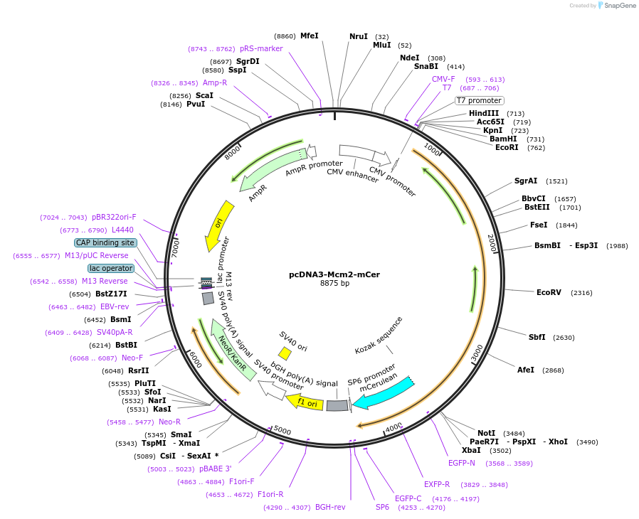 211397-plasmid-map-sequence-id-420430