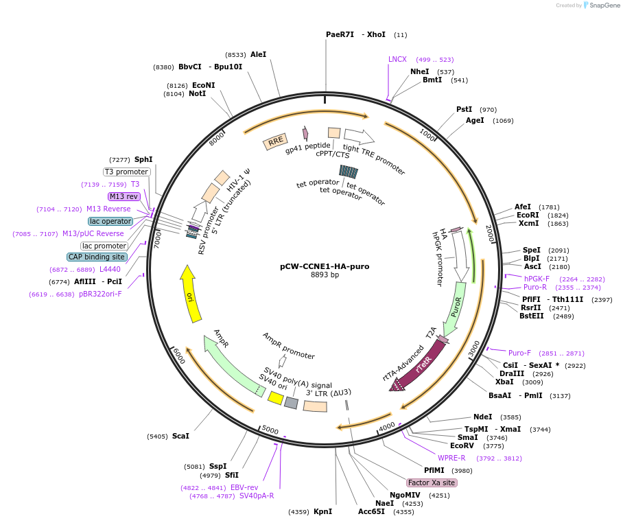 212669-plasmid-map-sequence-id-420433