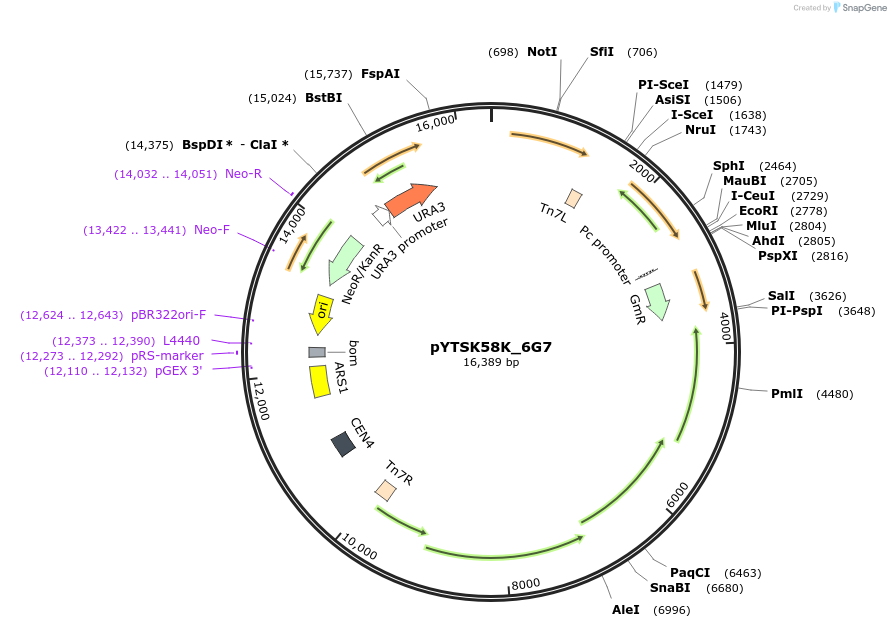 177302-plasmid-map-sequence-id-420440