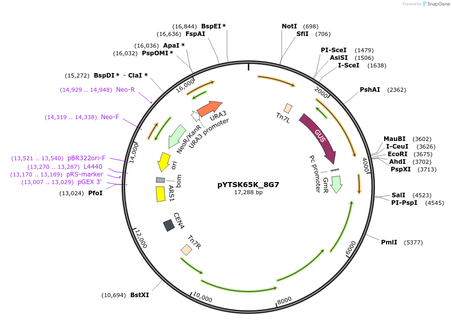 177303-plasmid-map-sequence-id-420441