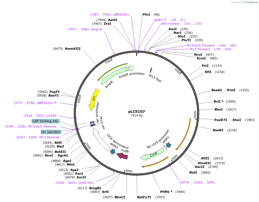 209328-plasmid-map-sequence-id-420442