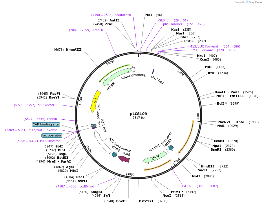 209330-plasmid-map-sequence-id-420444