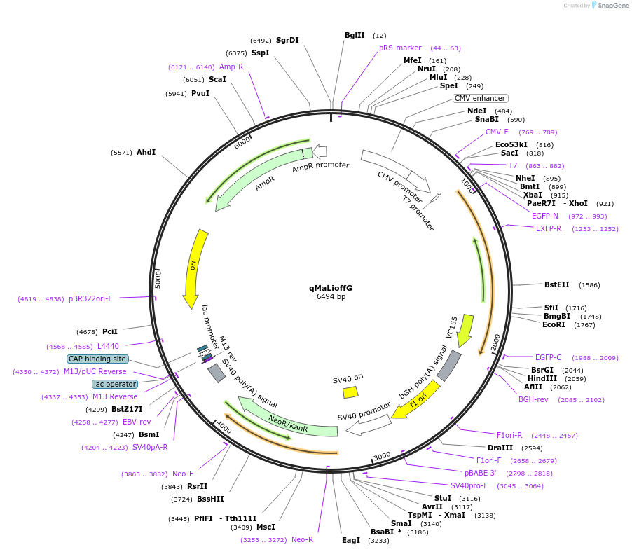 212825-plasmid-map-sequence-id-420448