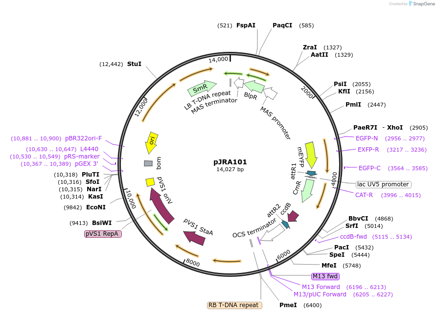 209335-plasmid-map-sequence-id-420456