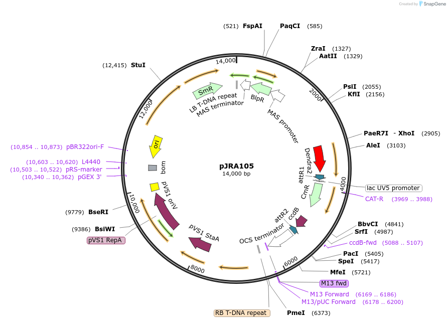 209338-plasmid-map-sequence-id-420459