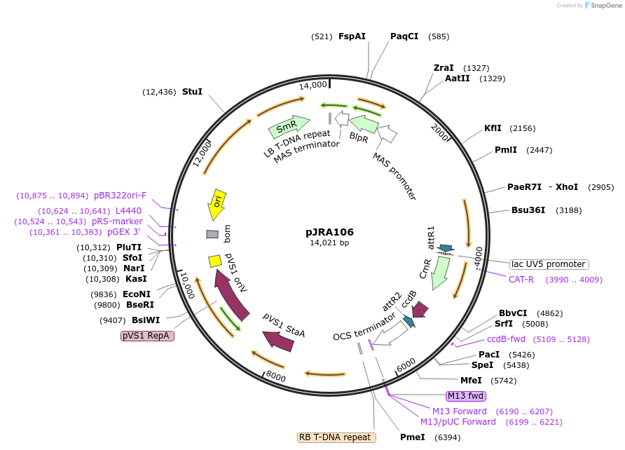 209339-plasmid-map-sequence-id-420460