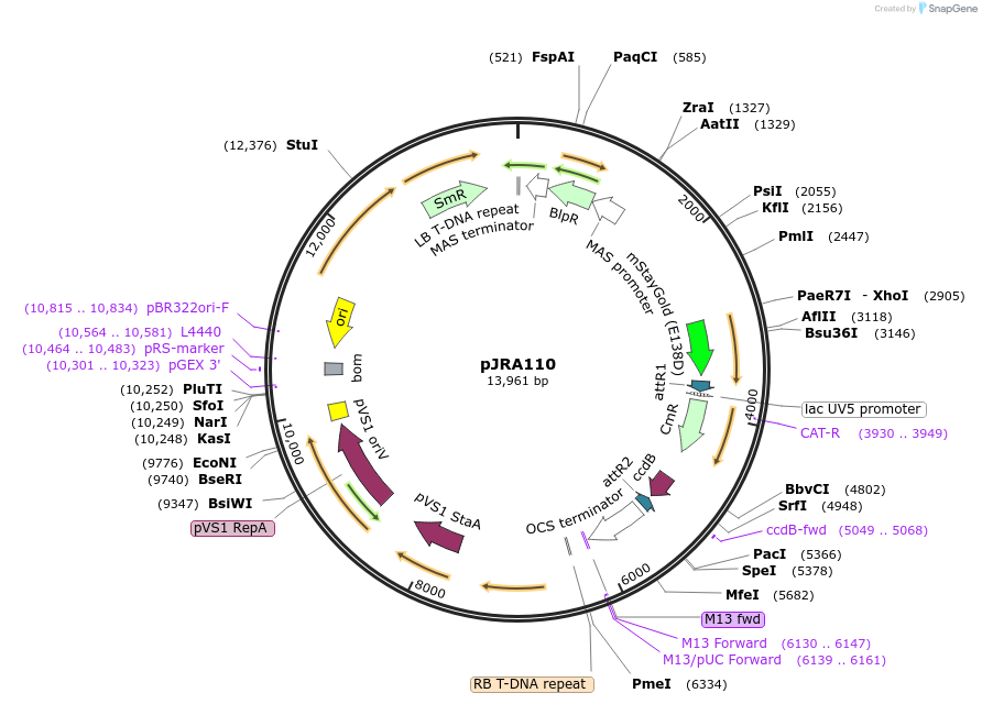 209343-plasmid-map-sequence-id-420464