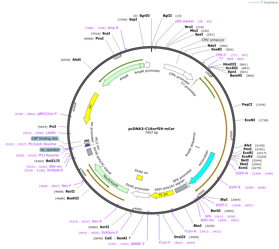 211424-plasmid-map-sequence-id-420479