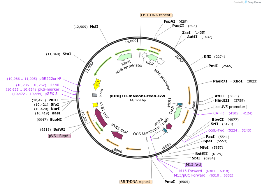 209352-plasmid-map-sequence-id-420491