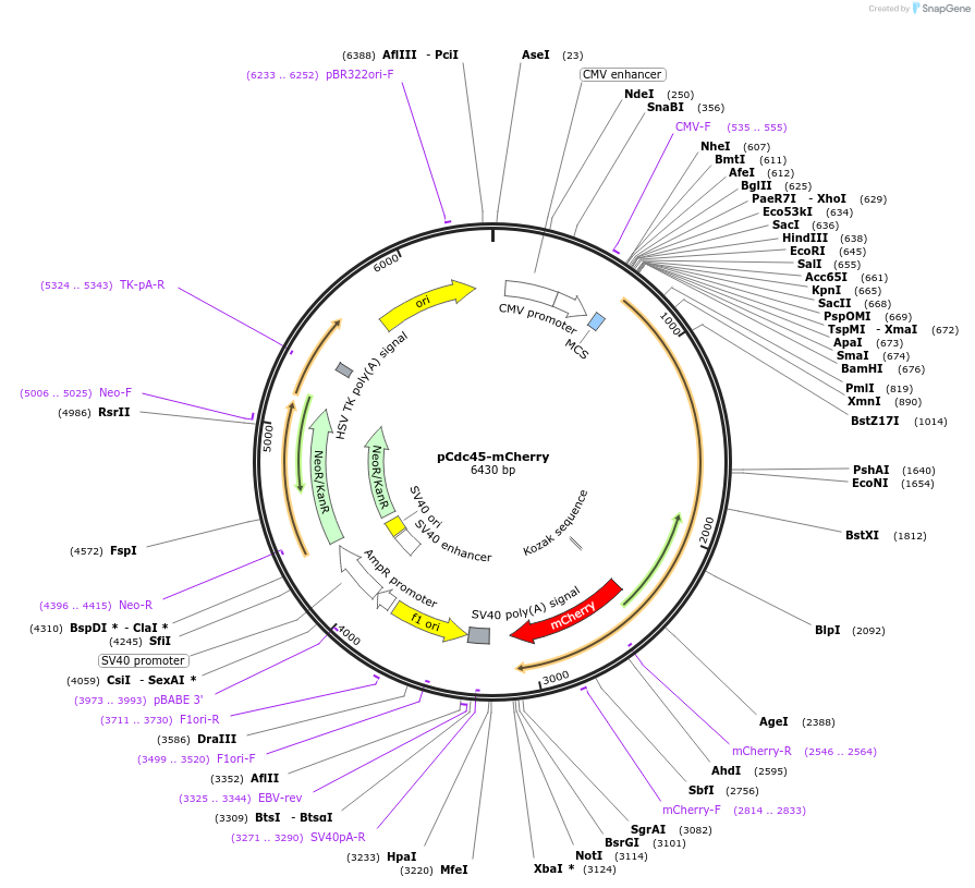 211380-plasmid-map-sequence-id-420495