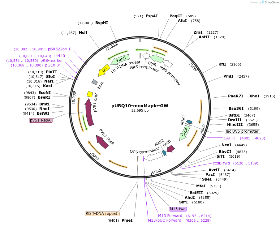 209353-plasmid-map-sequence-id-420496