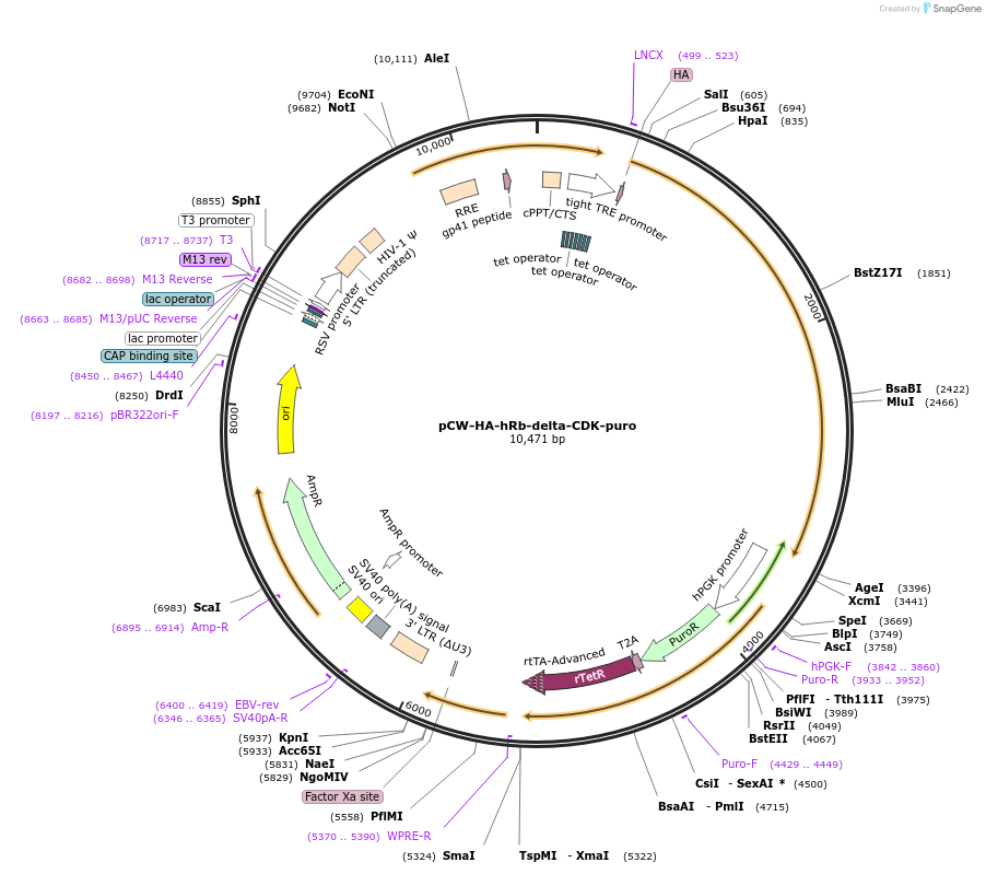 212673-plasmid-map-sequence-id-420498