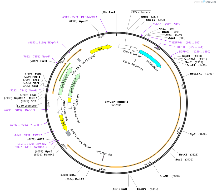 211412-plasmid-map-sequence-id-420515