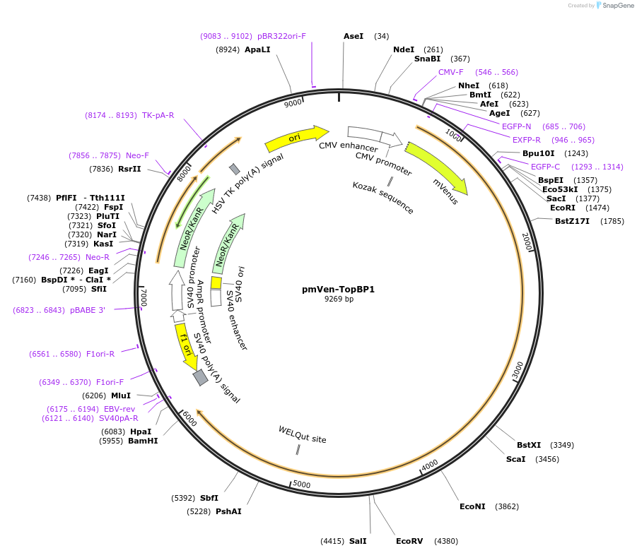 211413-plasmid-map-sequence-id-420517