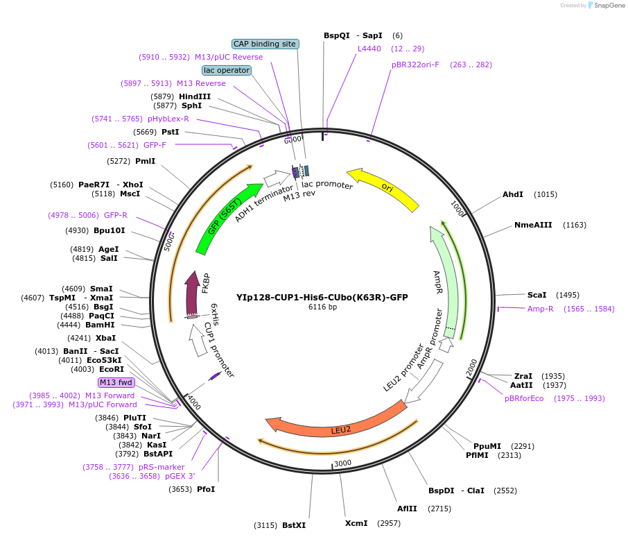 212794-plasmid-map-sequence-id-420522