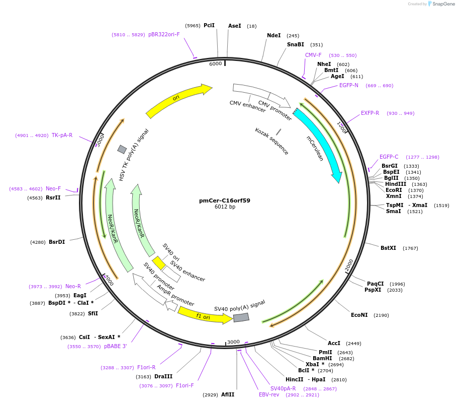 211422-plasmid-map-sequence-id-420524