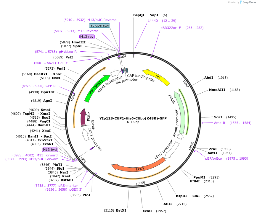 212793-plasmid-map-sequence-id-420525