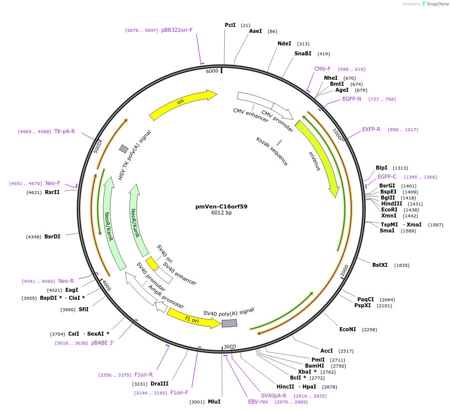 211423-plasmid-map-sequence-id-420526