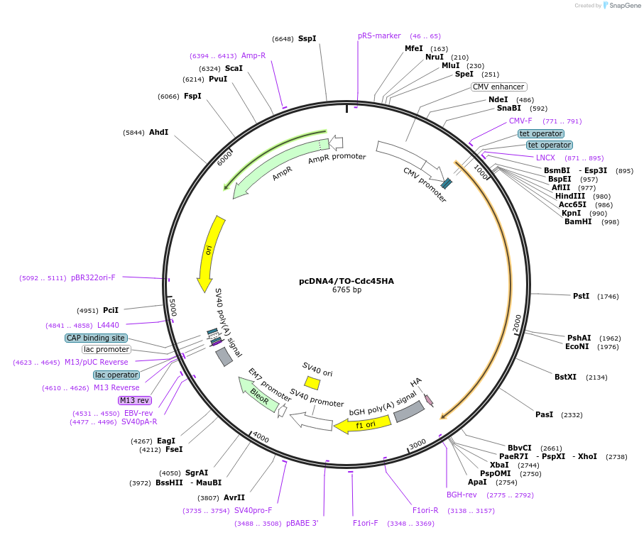 211427-plasmid-map-sequence-id-420527
