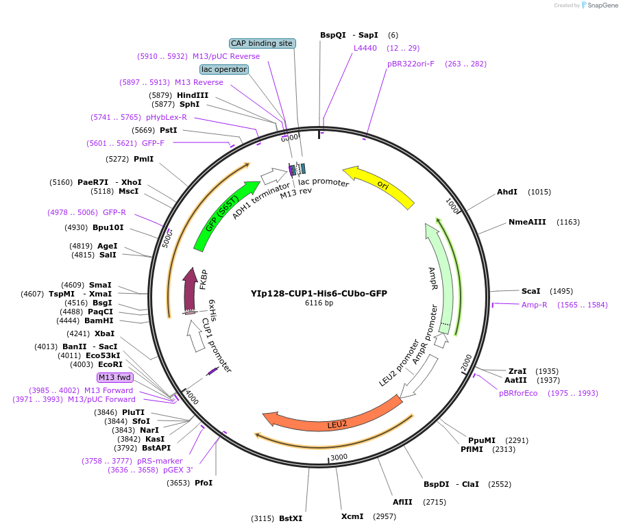 212792-plasmid-map-sequence-id-420532