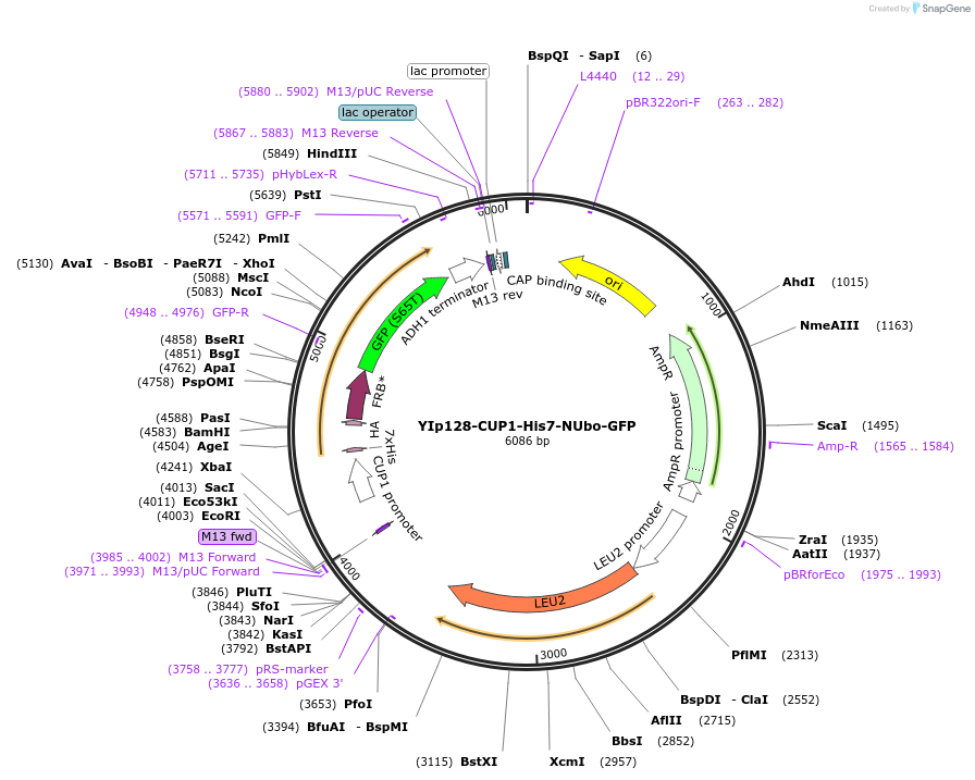 212791-plasmid-map-sequence-id-420534