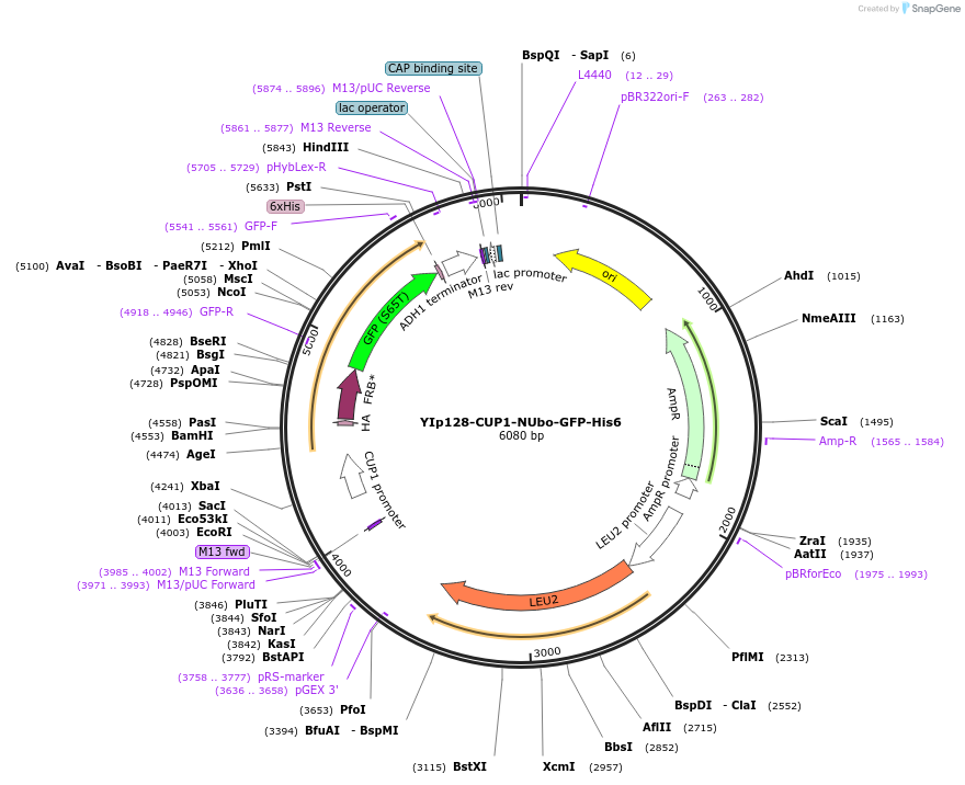 212790-plasmid-map-sequence-id-420536