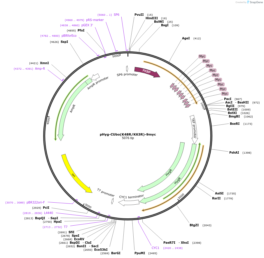 212789-plasmid-map-sequence-id-420538