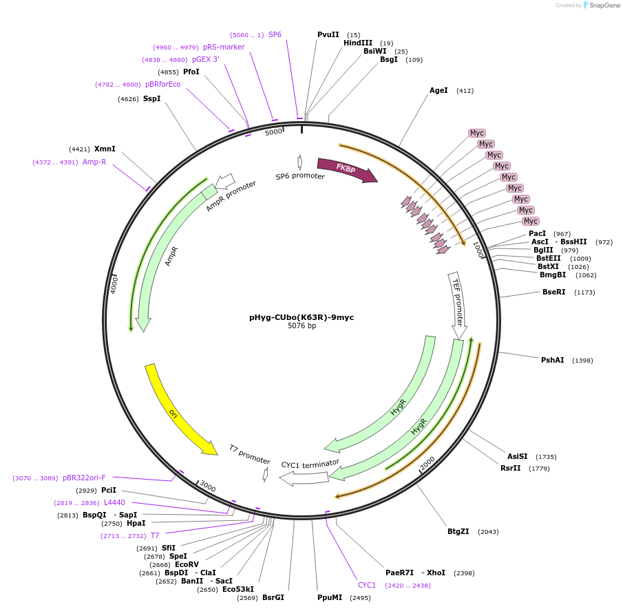 212788-plasmid-map-sequence-id-420540