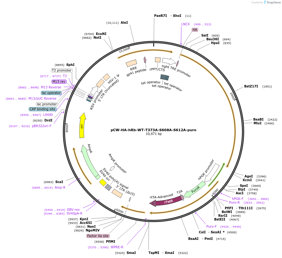 212674-plasmid-map-sequence-id-420543
