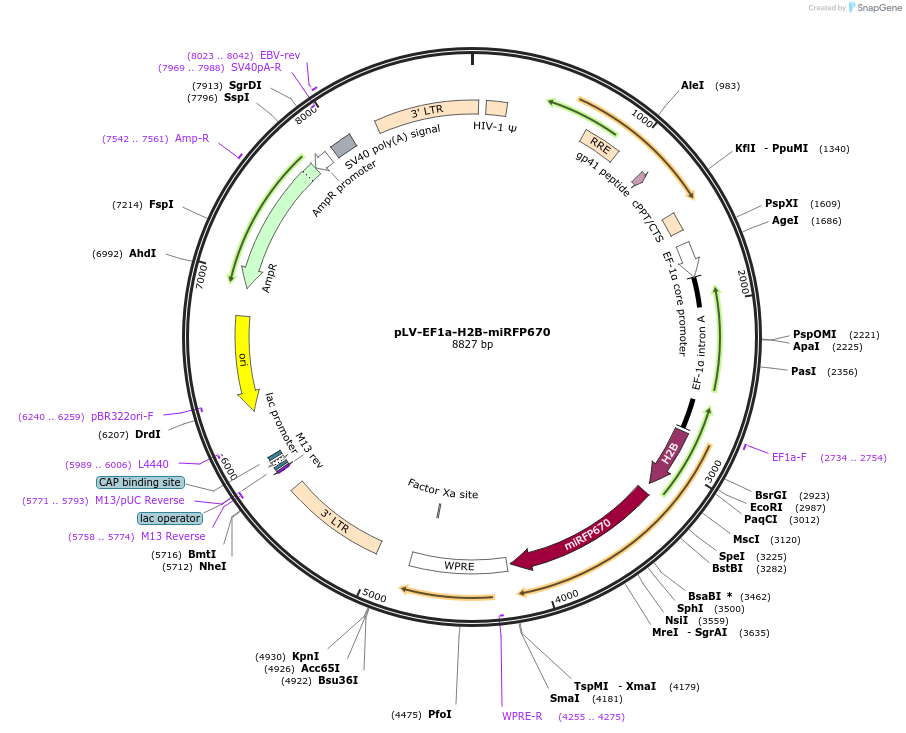 212668-plasmid-map-sequence-id-420566