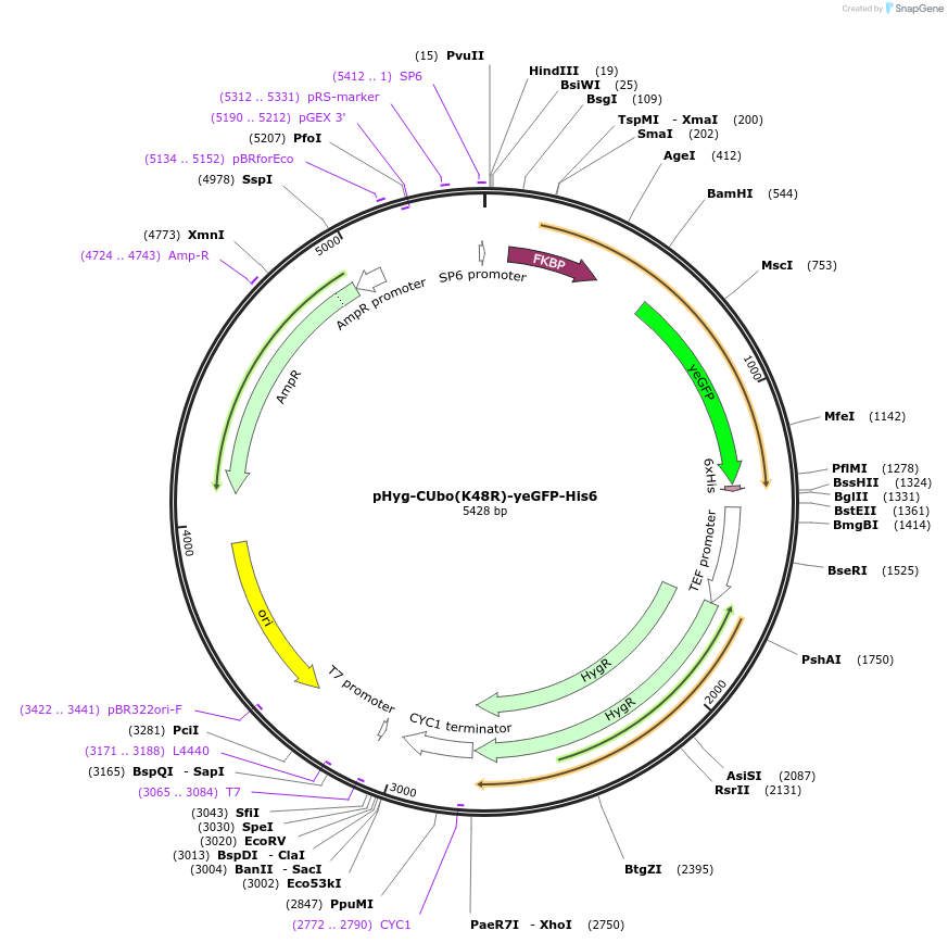 212783-plasmid-map-sequence-id-420581