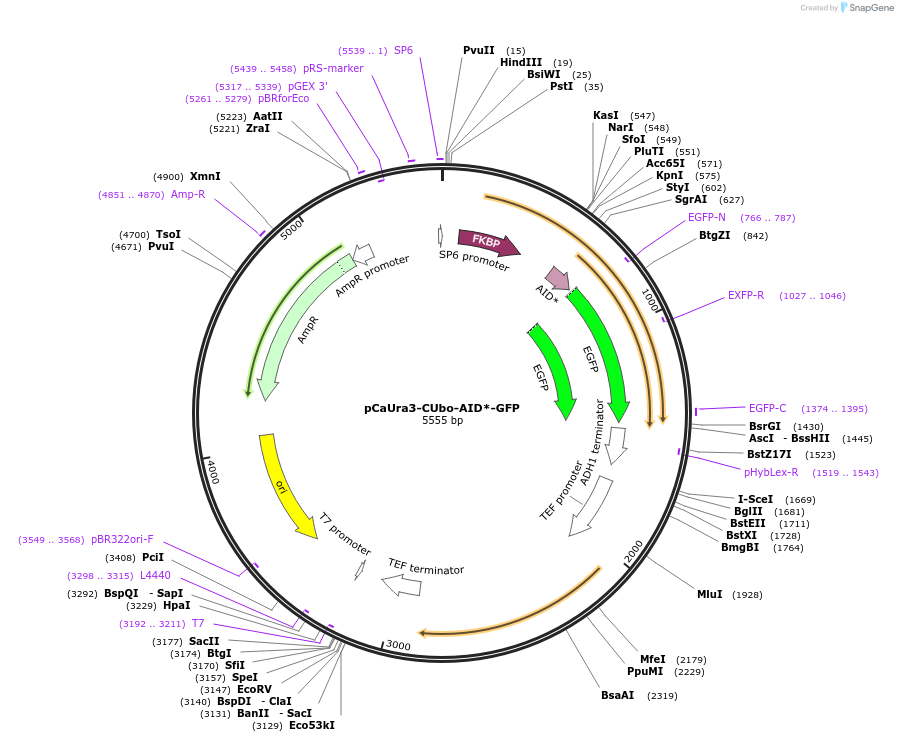 212775-plasmid-map-sequence-id-420589