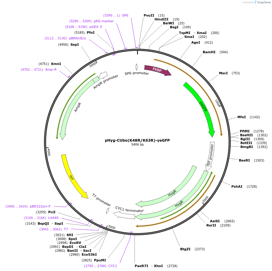 212769-plasmid-map-sequence-id-420594