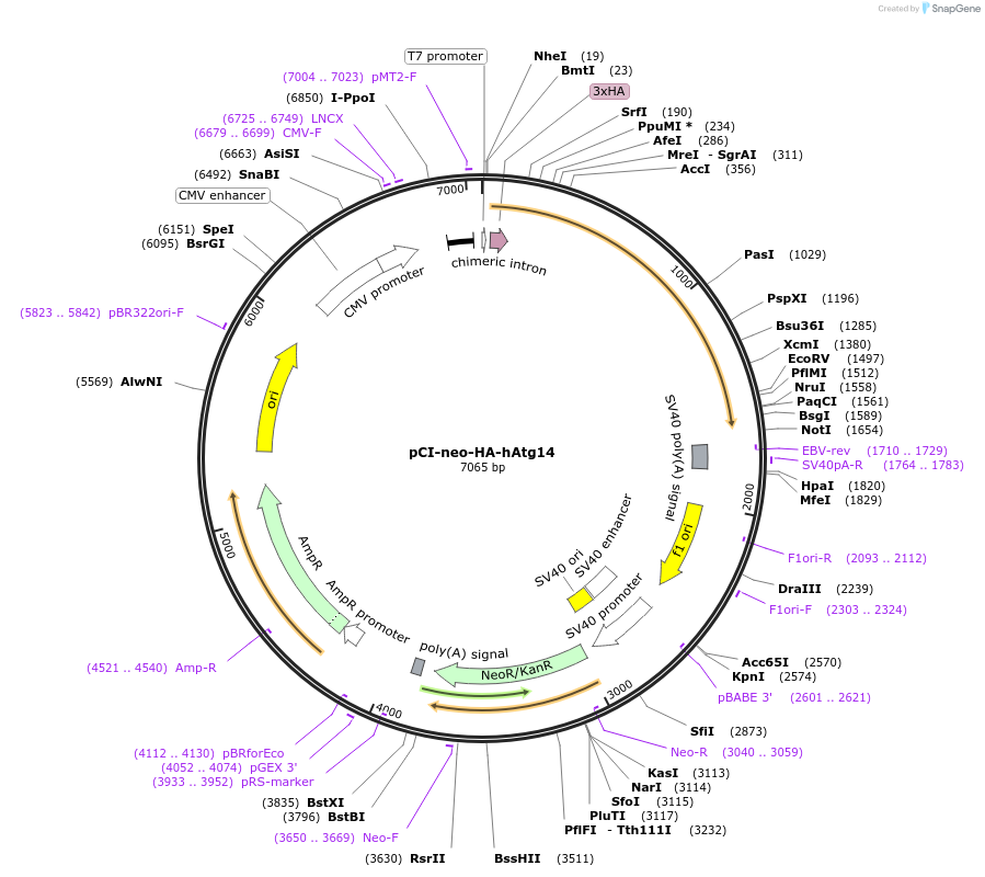 24294-plasmid-map-sequence-id-420602