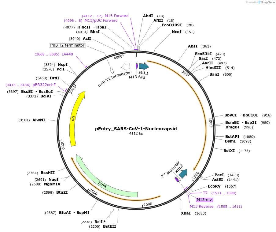 168852-plasmid-map-sequence-id-420609