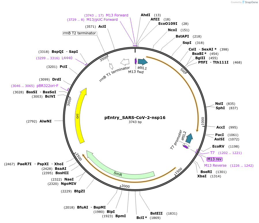 168876-plasmid-map-sequence-id-420612