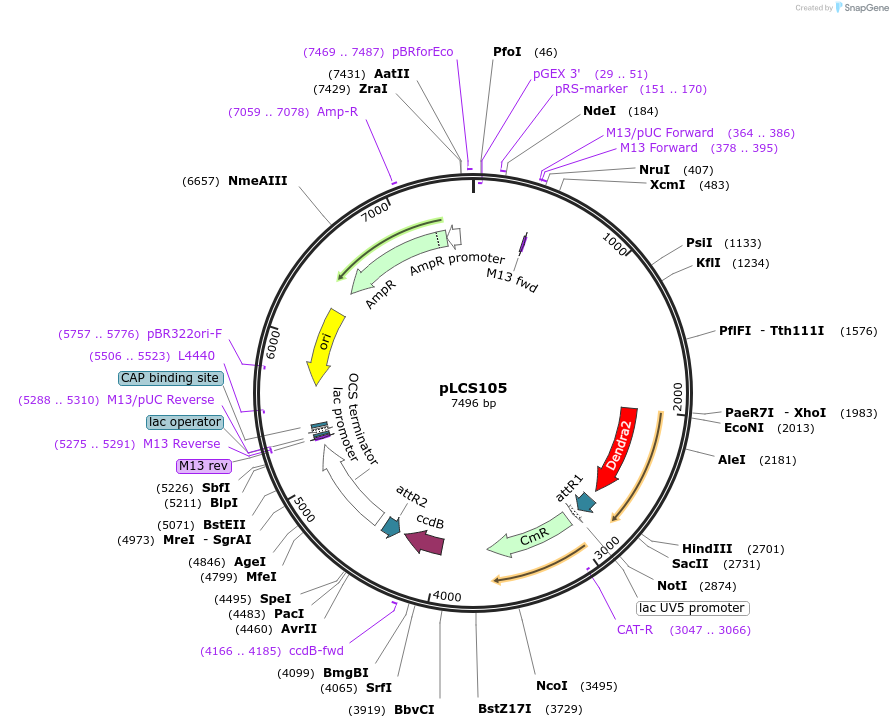 209358-plasmid-map-sequence-id-420623