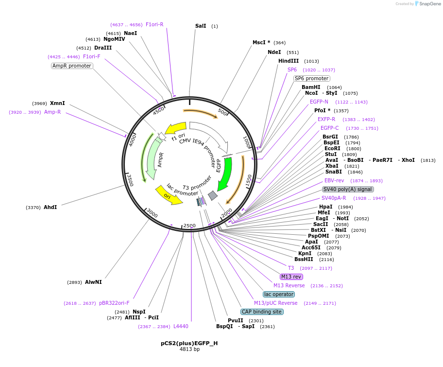 146446-plasmid-map-sequence-id-420629