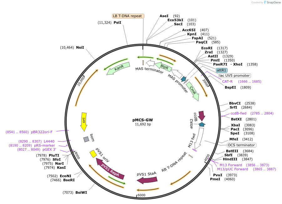 209360-plasmid-map-sequence-id-420631