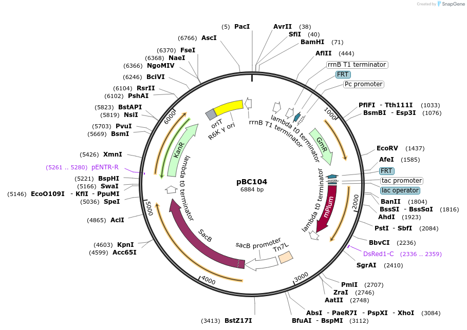 202243-plasmid-map-sequence-id-420633